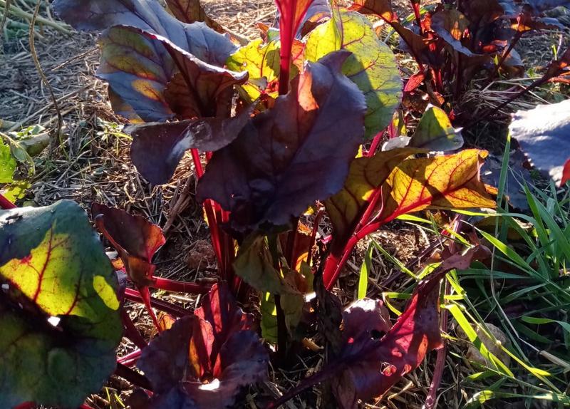 3 Bedroom Property for Sale in Oudtshoorn Rural Western Cape